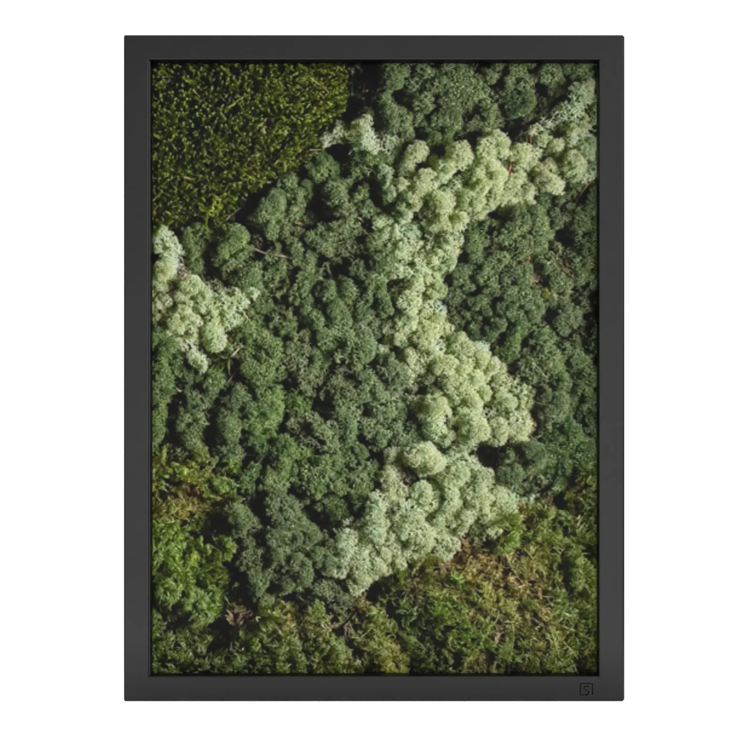 Mosschilderij
