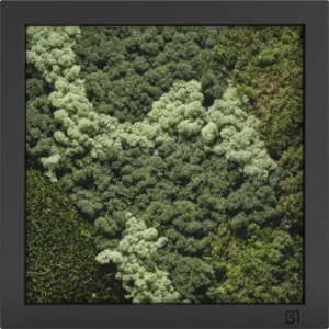 Mos Schilderijen - Afbeelding 2